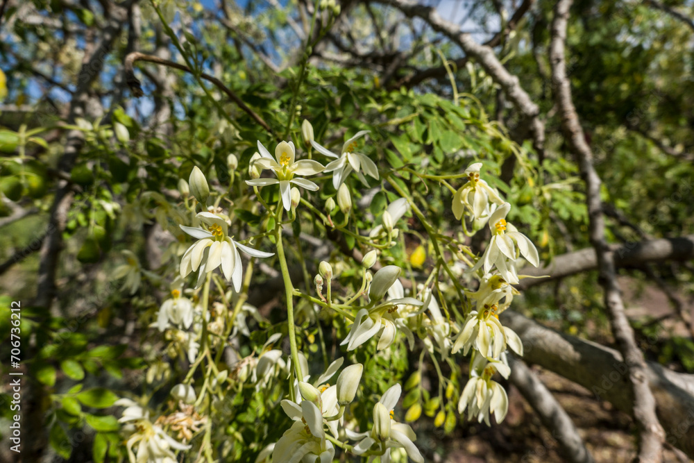 Fototapeta premium Meerrettichbaum (Moringa oleifera)