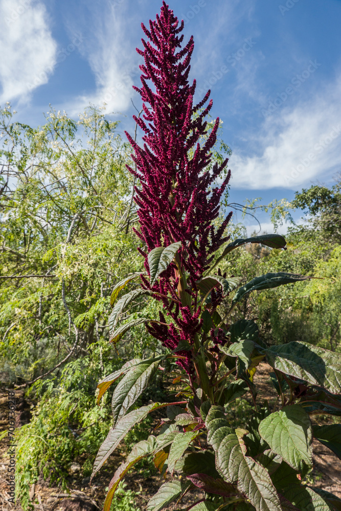 Fuchsschwanz, Amaranth (Amaranthus spec.) Fuchsschwanz, Amaranth (Amaranthus spec.)