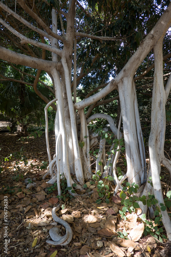 Feigenbaum (Ficus magnoliifolia) Feigenbaum (Ficus magnoliifolia)