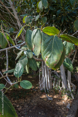 Feigenbaum (Ficus magnoliifolia) photo