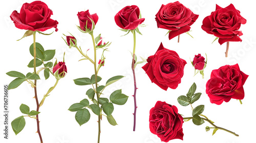 set of red roses isolated on transparent background © SRITE KHATUN