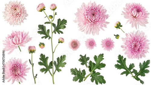 set collection of delicate pink chrysanthemum flowers, buds and leaves isolated over a transparent background © SRITE KHATUN