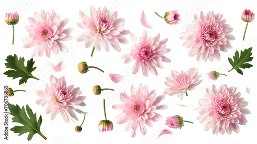 Fototapeta Naklejka Na Ścianę i Meble -  set collection of delicate pink chrysanthemum flowers, buds and leaves isolated over a transparent background