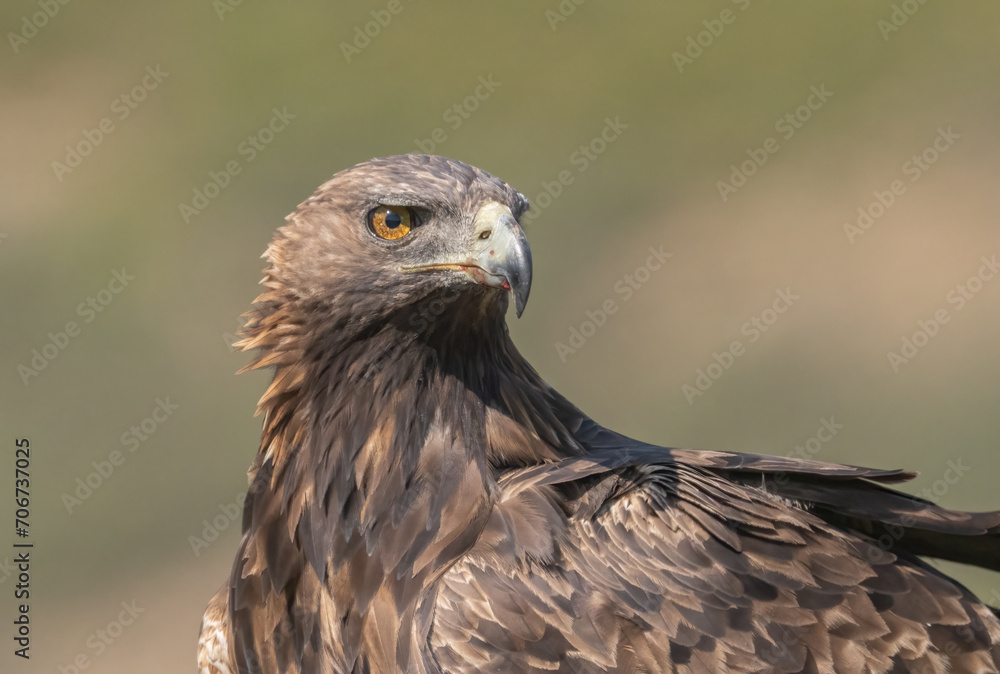 the majestic golden eagle portrait the majestic golden eagle portrait