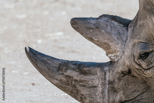 Details of the head of a white rhinoceros (Ceratotherium simum).