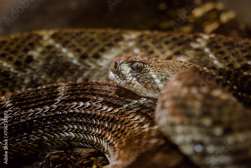 Portrait and detail of rattlesnake (Crotalus).
