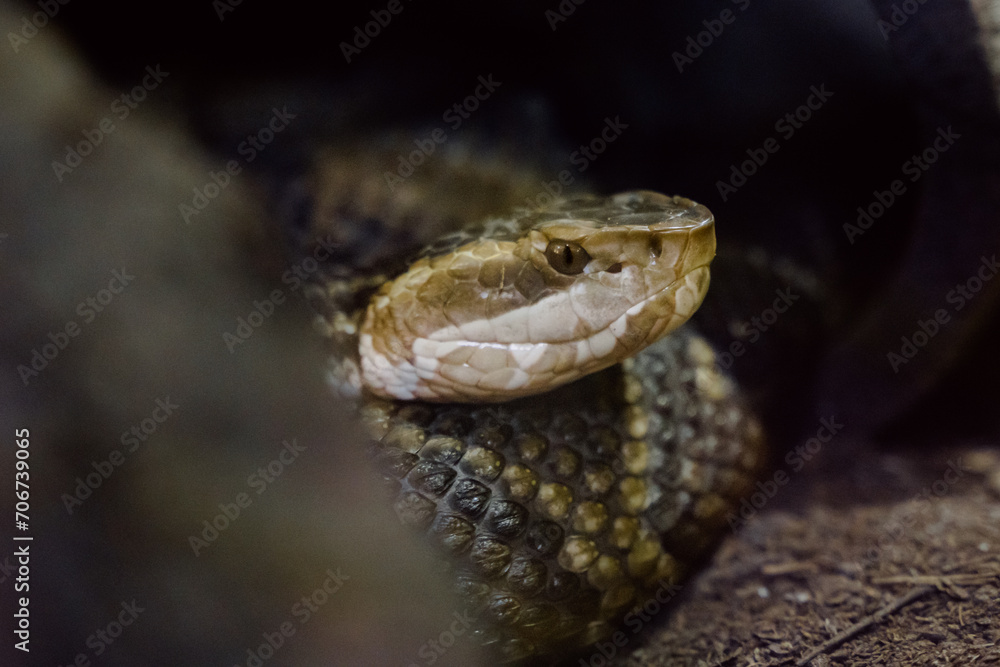 Fototapeta premium Portrait of nauyaca snake (Bothrops asper).