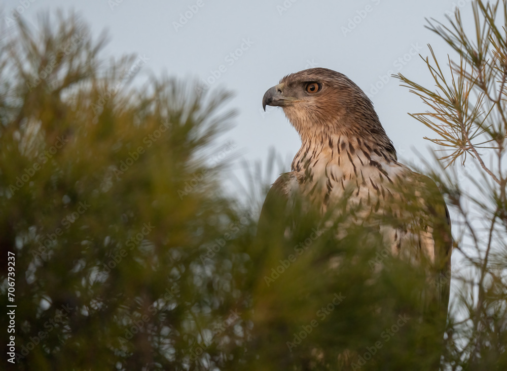 The majestic Bonelli´s eagle hidden in the pine tree The majestic Bonelli´s eagle hidden in the pine tree