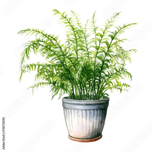 Watercolor plant Asparagus Fern in a pot isolated on a white background 