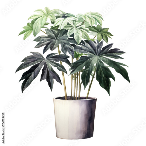 Watercolor plant Fatsia in a pot isolated on a white background