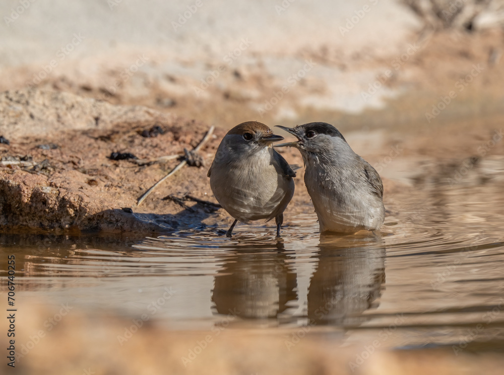 Fototapeta premium female and male eurasian blackcaps on the pond