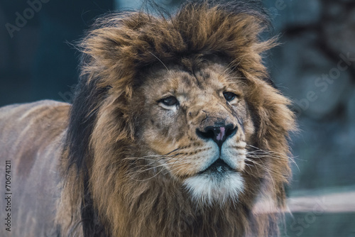 Portrait of African lion (Panthera leo) face detail.