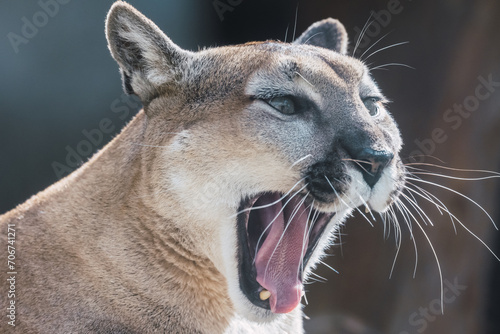 Portrait of American cougar (Puma concolor) yawning.