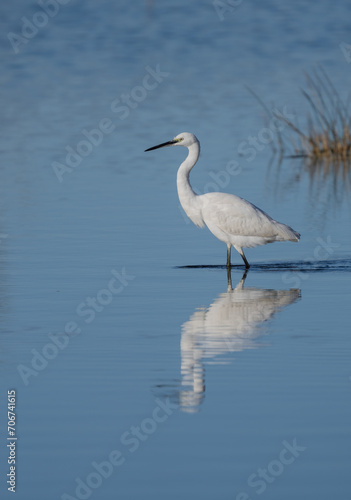 little egret in the lagoon 