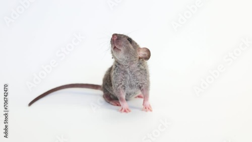 Little rat with dumbo ears. Gray rodent on isolated on white background