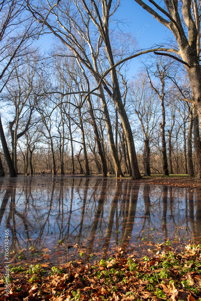 Obraz premium the trees on the river bank are flooded by the river Danube.