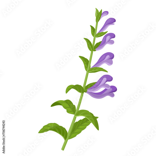 Vector illustration, Scutellaria baicalensis, with common name Baikal skullcap or Chinese skullcap, isolated on white background.