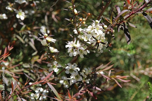 Starry Night’ Tea Tree (Leptospermum obovatum) in flower, South Australia photo