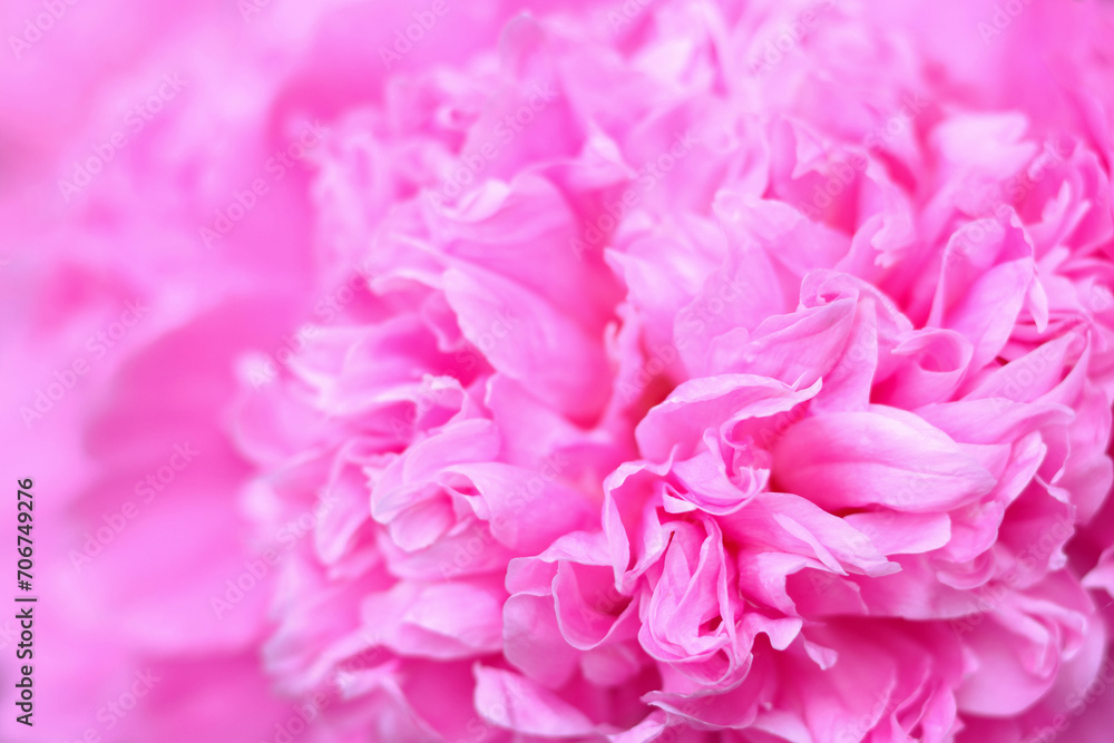 Abstract floral background, pink flower petals. Macro flowers backdrop for holiday. Pink peony flower petals. Beatuiful pink peony selective focus. For design. Fragment of pink peony