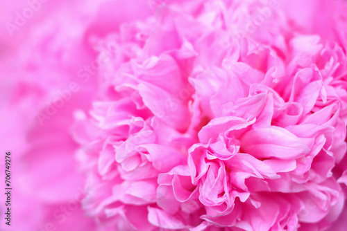 Abstract floral background  pink flower petals. Macro flowers backdrop for holiday. Pink peony flower petals. Beatuiful pink peony selective focus. For design. Fragment of pink peony