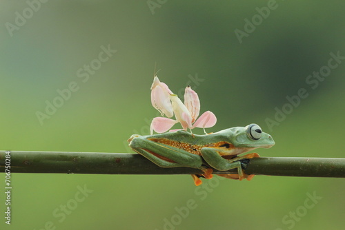 frog, mantis orchid, a cute frog and a mantis orchid on top of the body