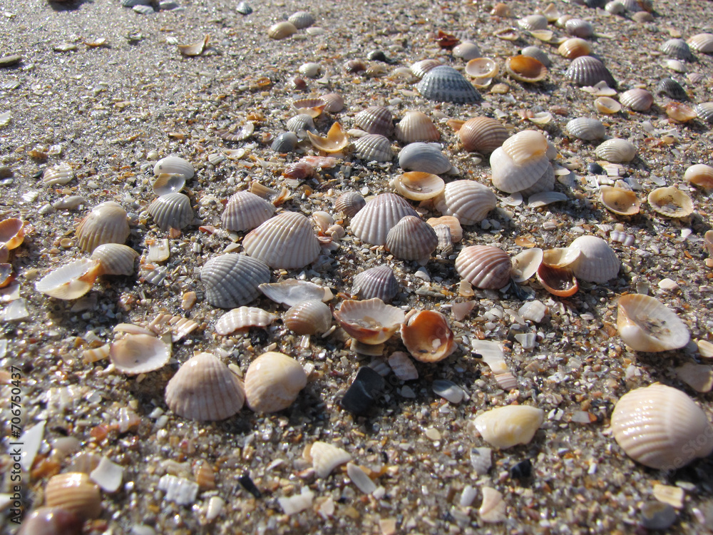 wet shiny shells on the shore