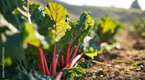 Vibrant rhubarb plants with large green leaves and red stalks in a farm field. photo