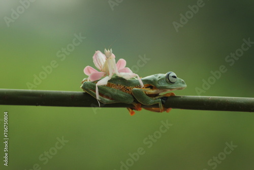 frog, mantis orchid, a cute frog and a mantis orchid on top of the body