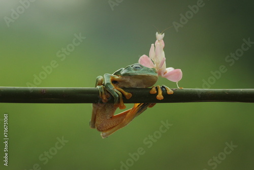 a frog, a mantis orchis, a cute frog and an orchid mantis on its head