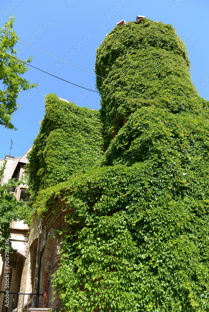 Ivy-covered walls of the building, round tower, architecture, wild grapes, travel, Baltic states, Tallinn, tourism, architecture, sunny day