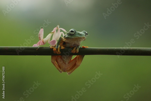 a frog, a mantis orchid, a cute frog and a mantis orchid beside him