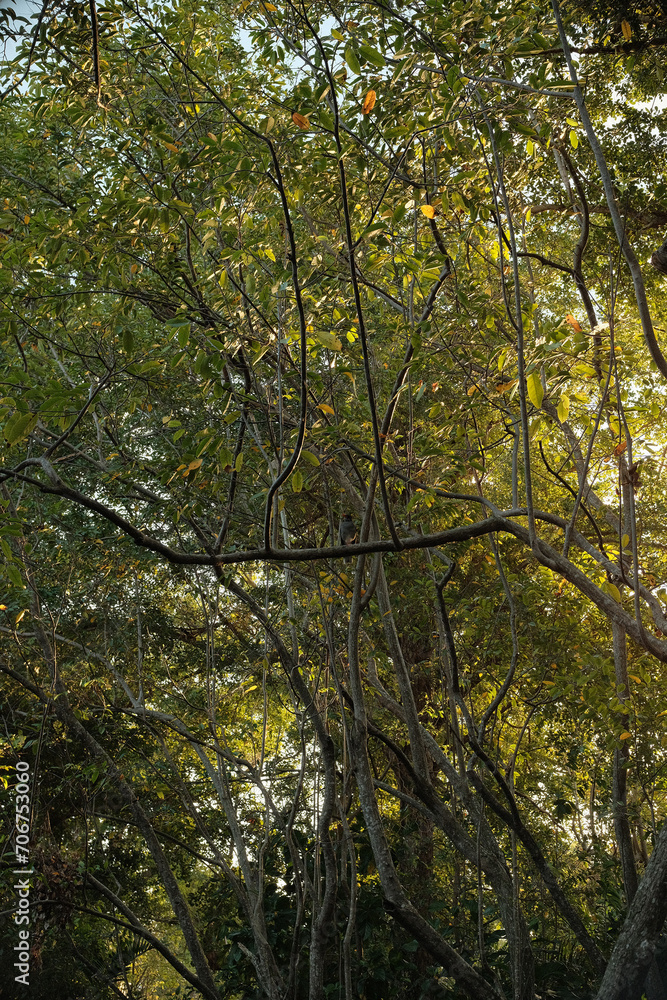 Obraz premium autumn in the forest