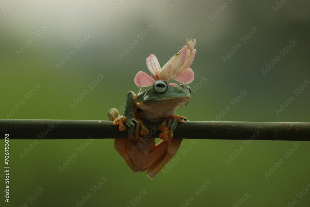 a frog, a mantis orchid, a cute frog and a mantis orchid on its head
