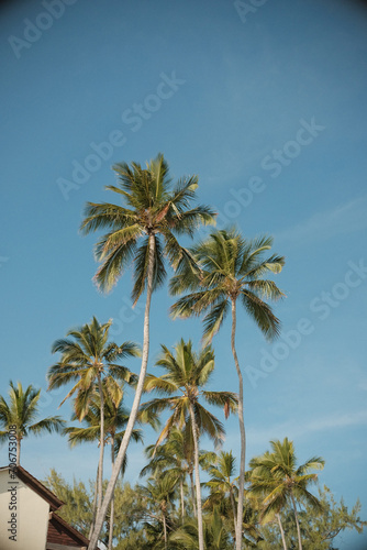 palm trees on the beach © Oleg