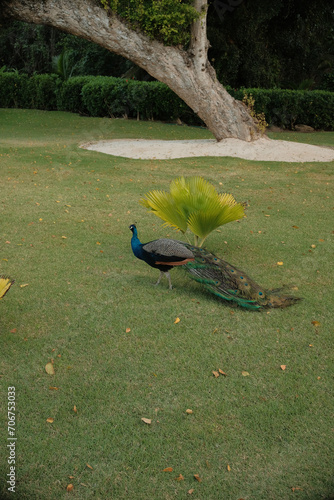 peacock in the garden