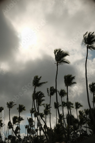 palm trees at sunset