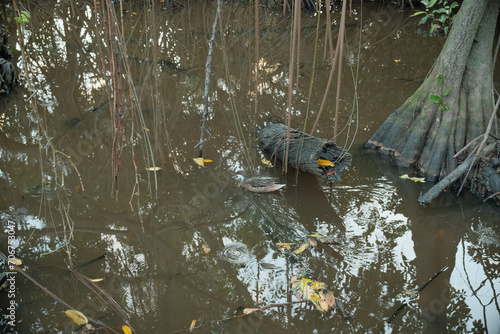 duck in the pond