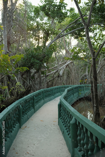 bridge in the forest