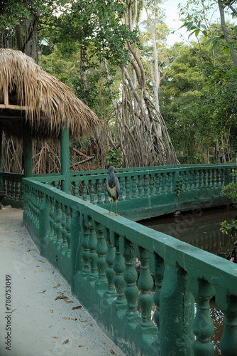 bird in the tropicl forest