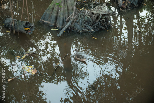 duck in the pond