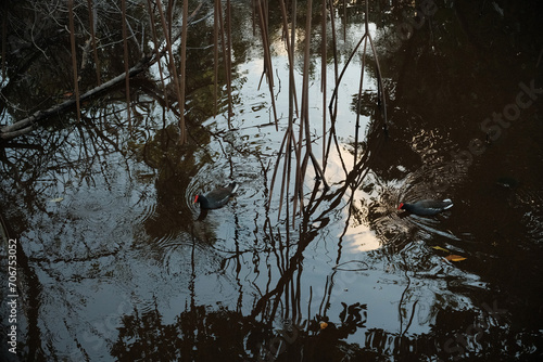 bird in the water