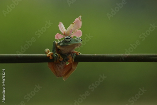 a frog, a mantis orchid, a cute frog and a mantis orchid on its head 