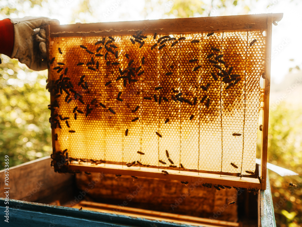 Frame with honeycomb over beehive for quality check inspection. Agriculture industry. Sweet honey production. High quality product. Frame with honeycomb over beehive for quality check inspection. Agriculture industry. Sweet honey production. High quality product.