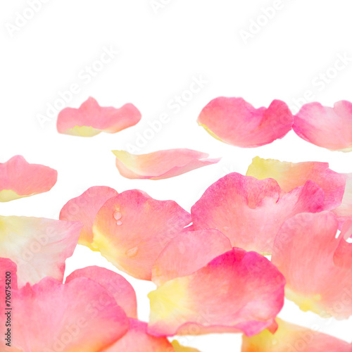 Wallpaper Mural Pink rose petals heap with water drops isolated transparent png. Shallow focus.Flower gift card for Mother's day, Saint Valentine's day.
Wedding invitation. Birthday greeting card. Love, affection and Torontodigital.ca
