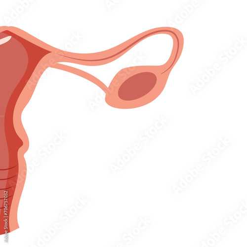 frame banner or template for a medical themed card with half of a female organ namely a healthy female uterus on a white background, vector