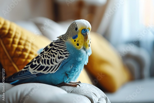 Adorable blue budgie sitting on the sofa in the living room on a sofa with yellow pillows photo