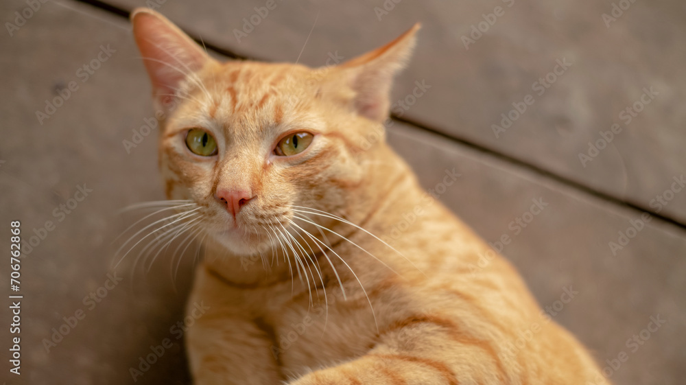 Close up an orange cat was lying on the table