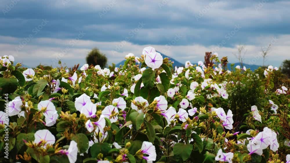 field of white flowers mountan on the background field of white flowers mountan on the background