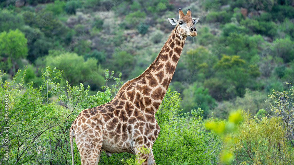 Elegant jiraffe standing while observing us, Pilanesberg National Park, South Africa Elegant jiraffe standing while observing us, Pilanesberg National Park, South Africa