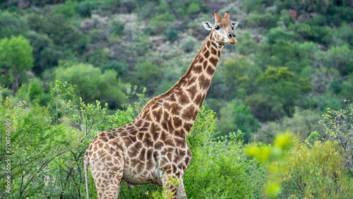 Elegant jiraffe standing while observing us  Pilanesberg National Park  South Africa